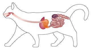 Eje intestino-riñón en el gato